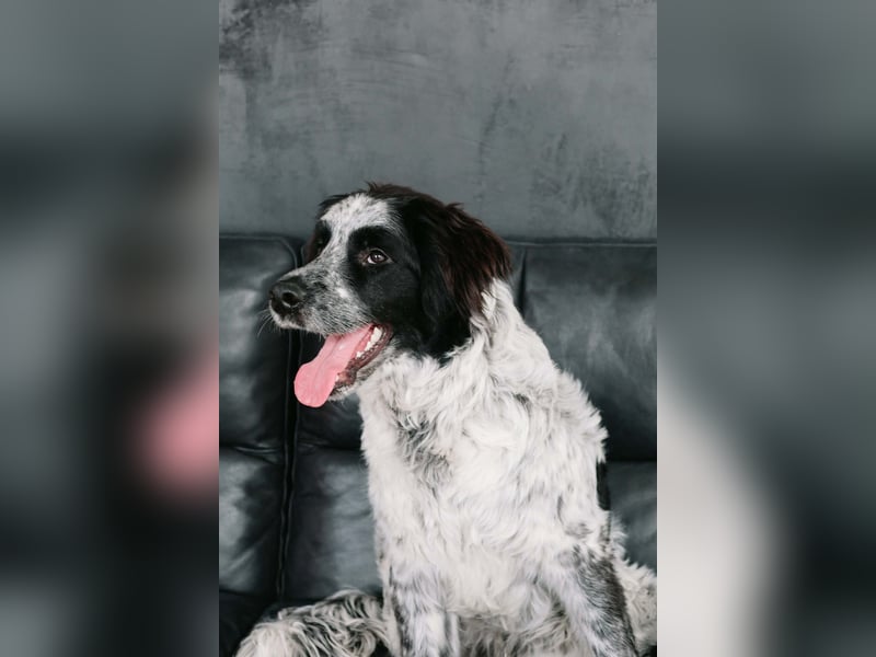 Lebensfroher Janko sucht sein Zuhause