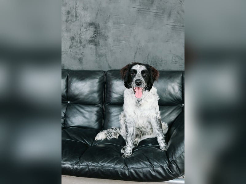 Lebensfroher Janko sucht sein Zuhause