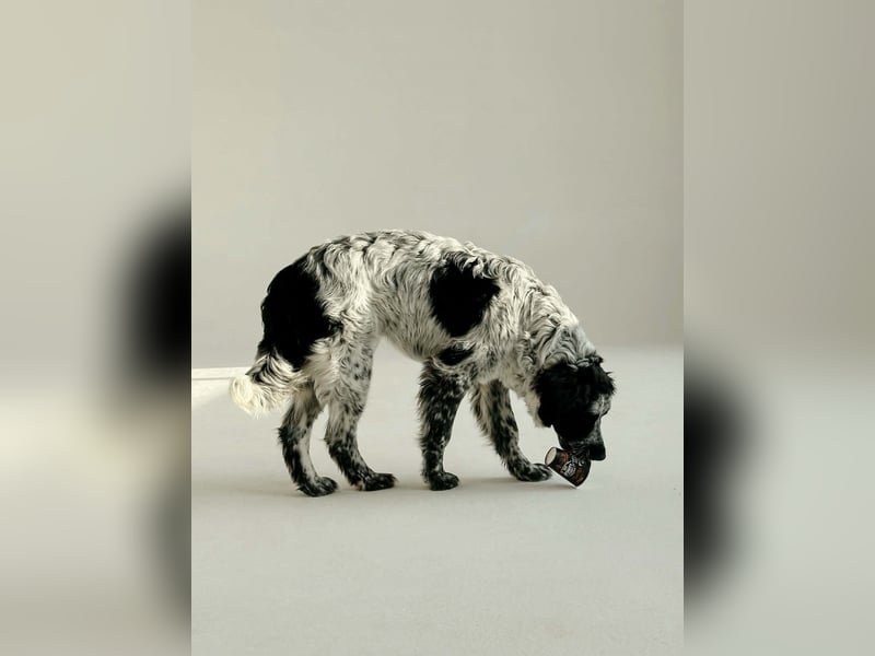 Lebensfroher Janko sucht sein Zuhause