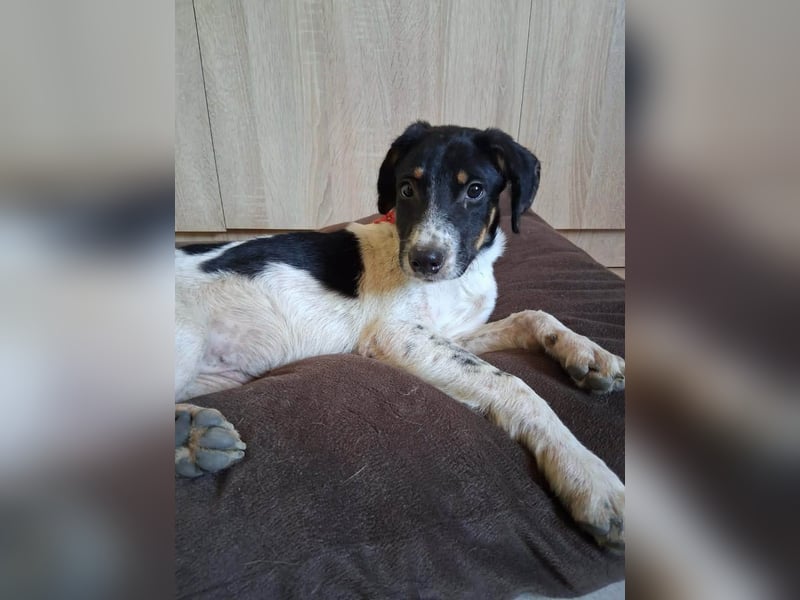 Junghündin Libby sucht ihr Für-immer-Zuhause