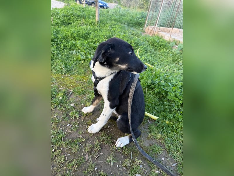 Hündin CANDY sucht ein liebevolles Zuhause