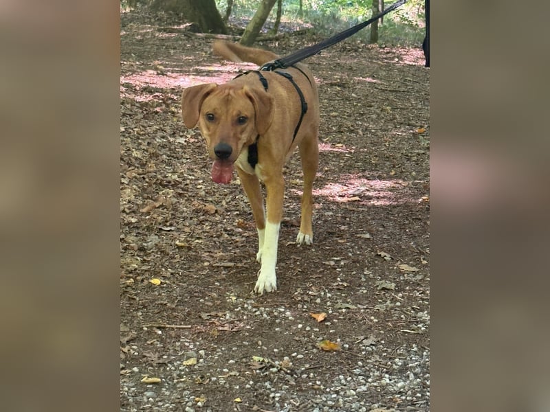 Hündin FREYA sucht ihr Für-immer-Körbchen