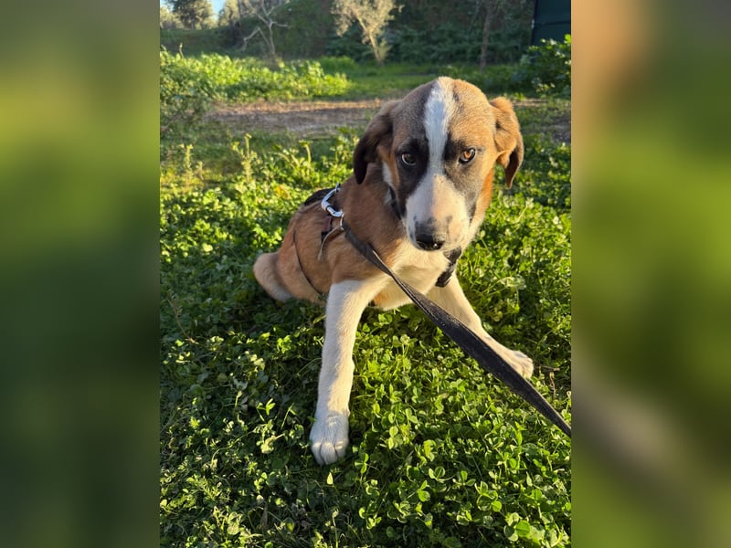 Hündin CAJA sucht ein sicheres Körbchen