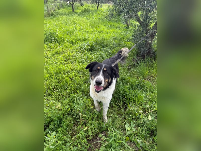 Hündin SUNNY sucht ihr Glück