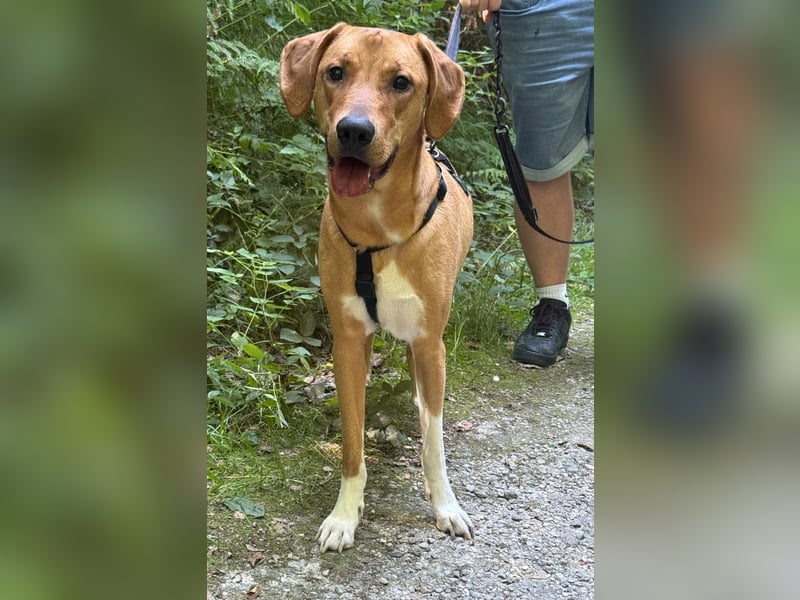 Hündin FREYA sucht ihr Für-immer-Körbchen