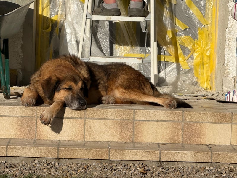 Rüde BEN sucht sein Für-immer-Zuhause
