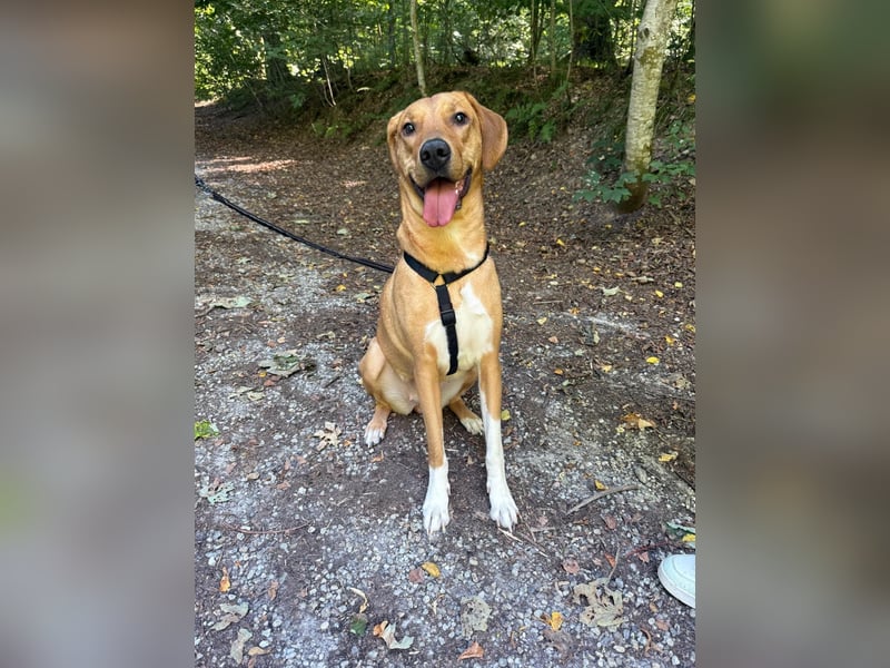 Hündin FREYA sucht ihr Für-immer-Körbchen