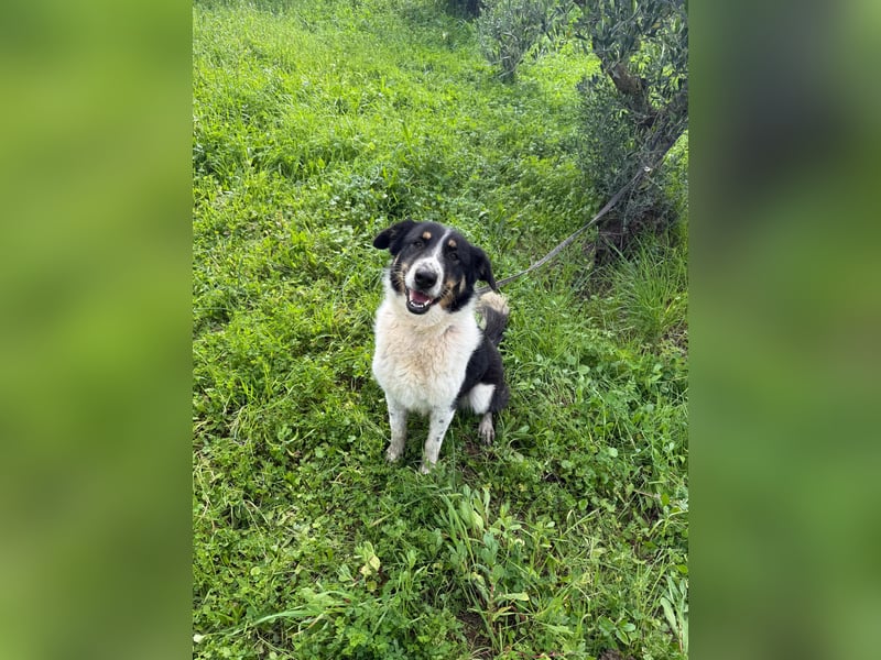 Hündin SUNNY sucht ihr Glück