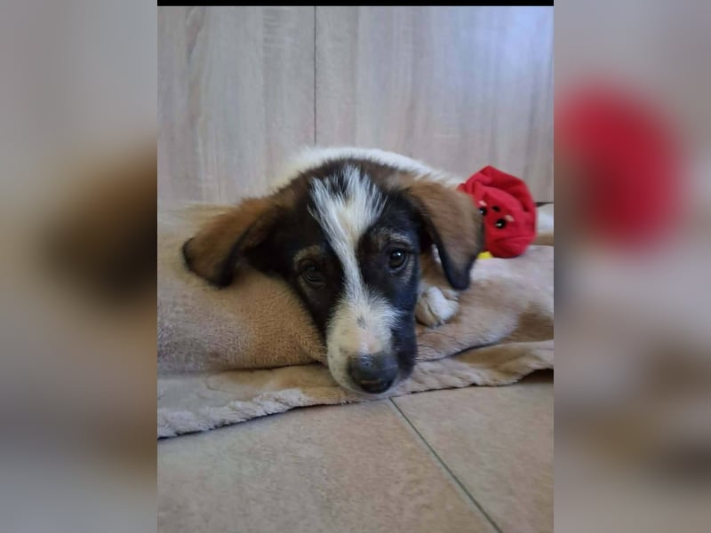 Junghündin HEIDI sucht ihr Zuhause