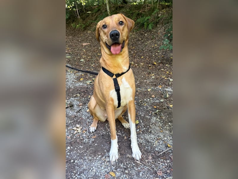 Hündin FREYA sucht ihr Für-immer-Körbchen