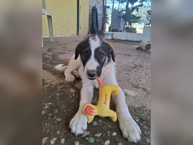Junghündin HEIDI sucht ihr Zuhause