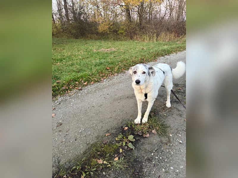 Hündin IRA sucht ein sicheres Plätzchen