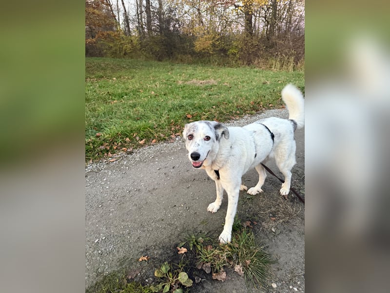 Hündin IRA sucht ein sicheres Plätzchen