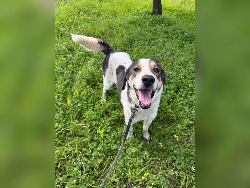 Hündin DIMITRIA sucht nach ihrem grossen Glück