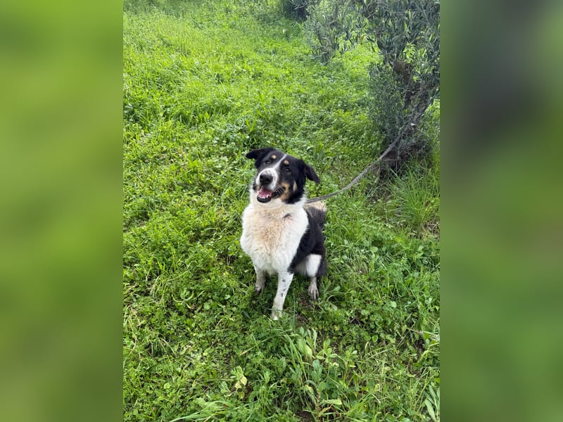 Hündin SUNNY sucht ihr Glück