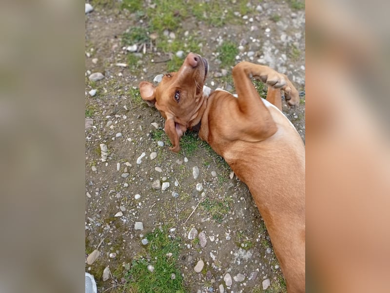 Hündin LARA sucht ihr Für-immer-Körbchen