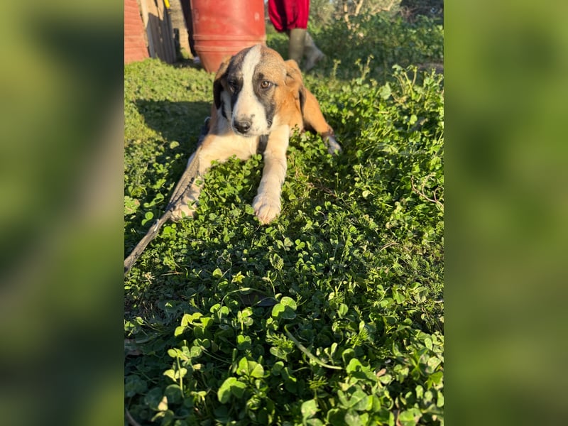 Hündin CAJA sucht ein sicheres Körbchen