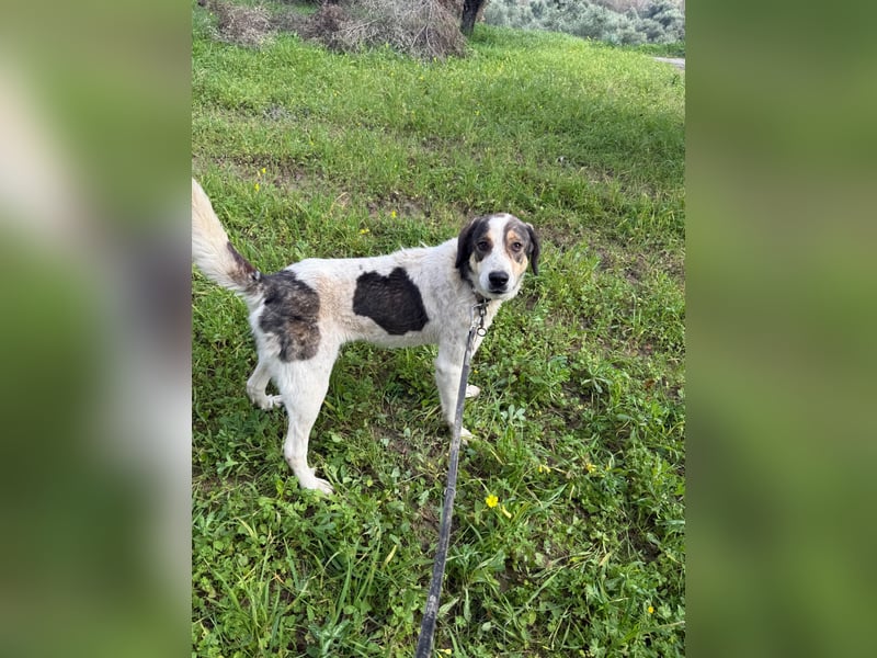 Hündin DIMITRIA sucht nach ihrem grossen Glück