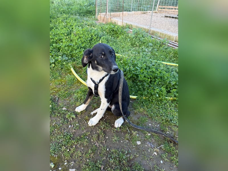 Hündin CANDY sucht ein liebevolles Zuhause