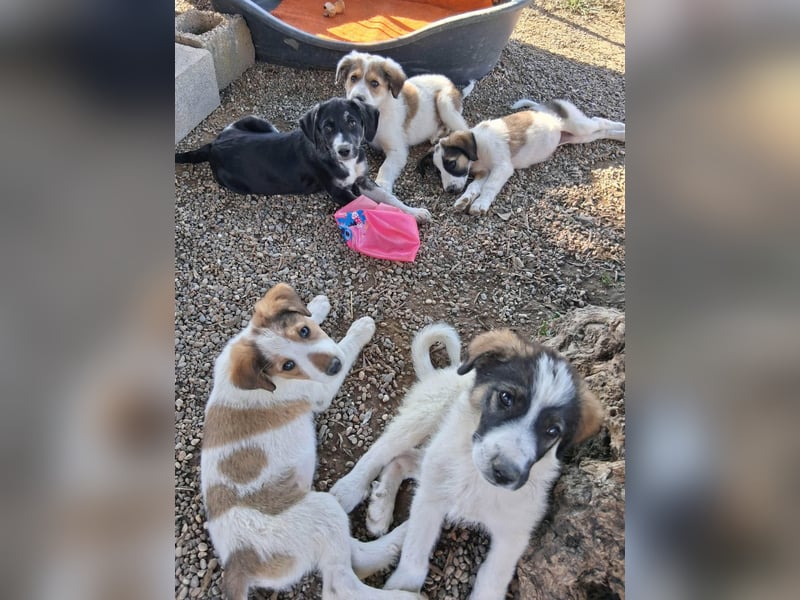 Junghündin HEIDI sucht ihr Zuhause