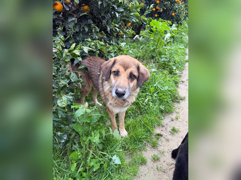 Rüde Ben sucht sein Für-immer-Zuhause