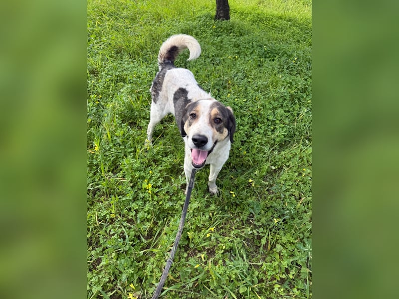 Hündin DIMITRIA sucht nach ihrem grossen Glück