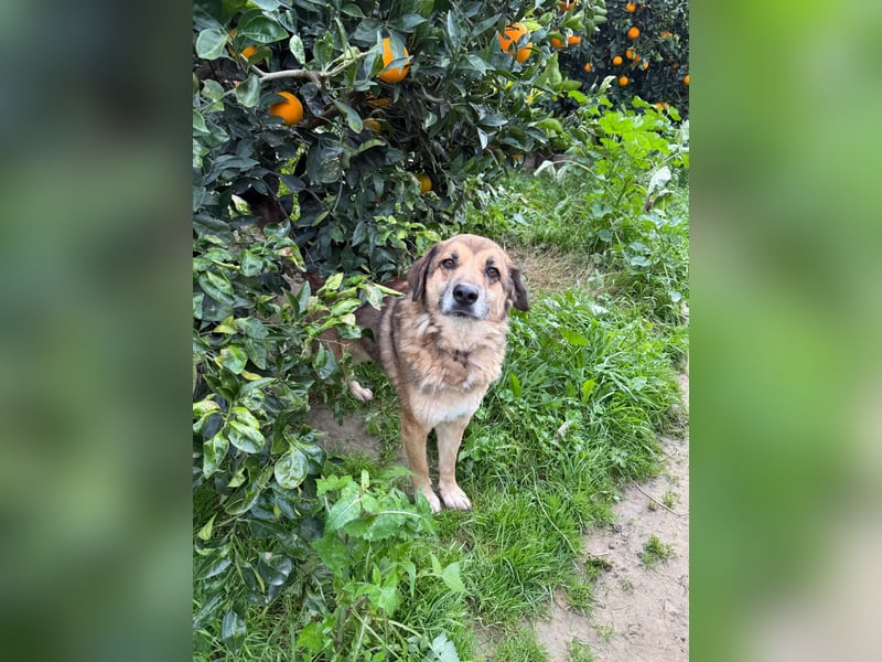 Rüde Ben sucht sein Für-immer-Zuhause