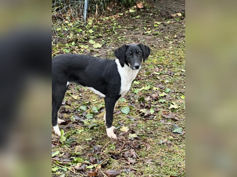 Hündin CANDY sucht ein liebevolles Zuhause