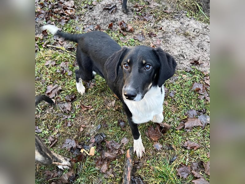 Hündin CANDY sucht ein liebevolles Zuhause