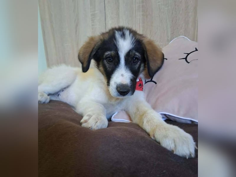 Junghündin HEIDI sucht ihr Zuhause