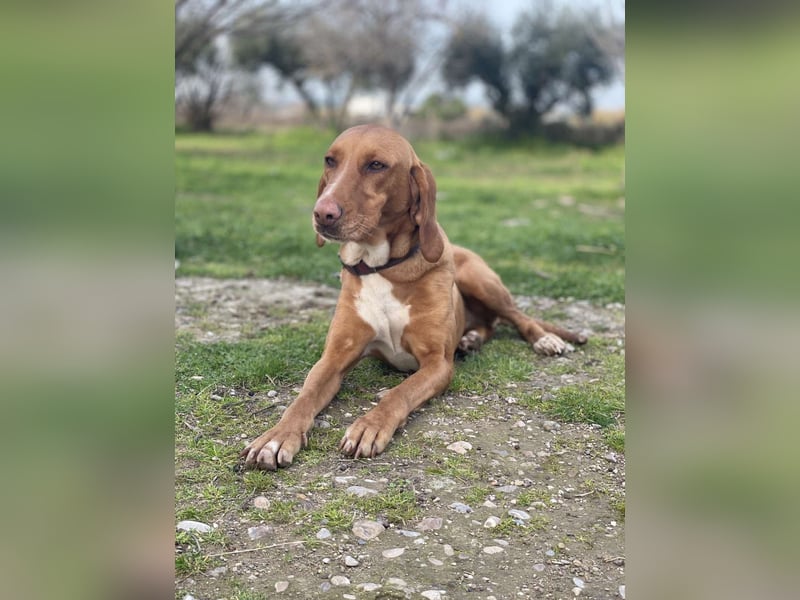 Hündin LARA sucht ihr Für-immer-Körbchen