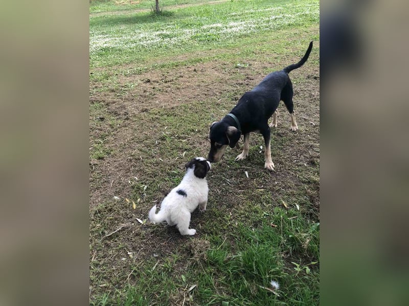 Junghündin HEIDI sucht ihr Zuhause