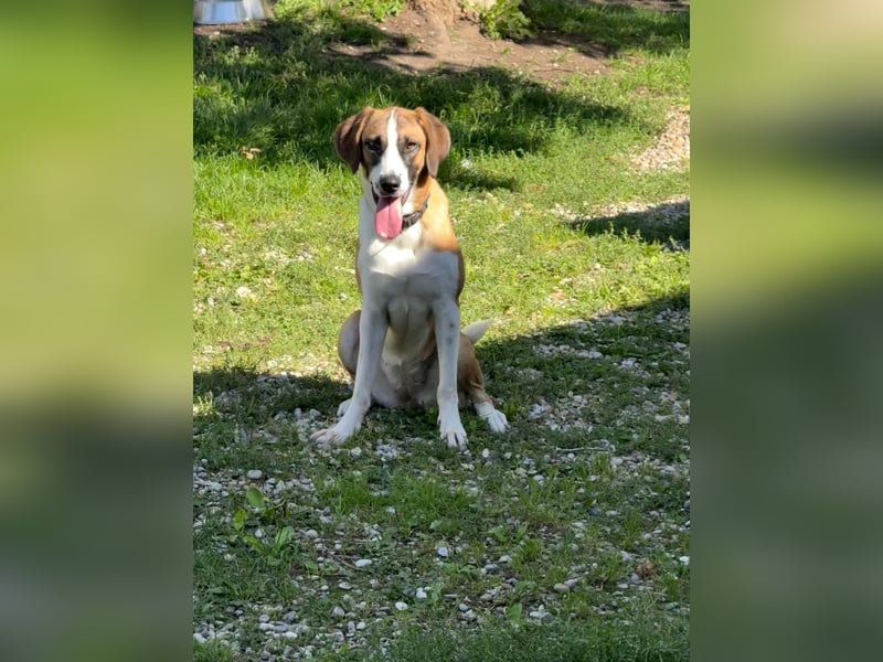 Hündin CAJA sucht ein sicheres Körbchen