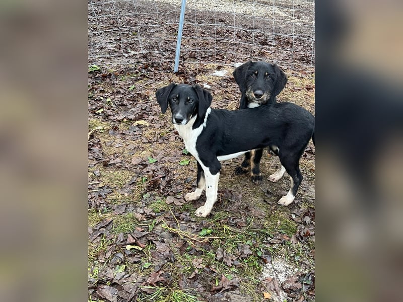 Hündin CANDY sucht ein liebevolles Zuhause