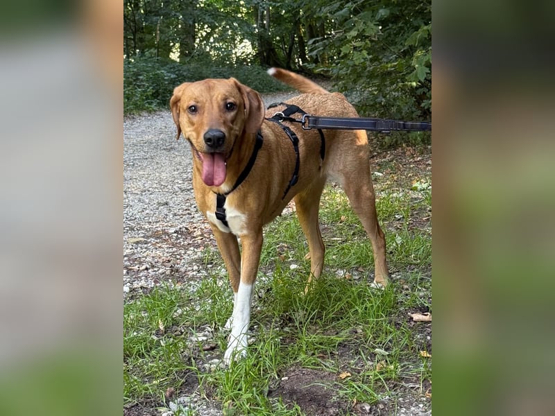 Hündin FREYA sucht ihr Für-immer-Körbchen
