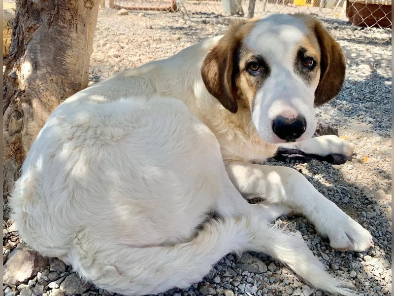 Junghund BUD sucht seine Familie