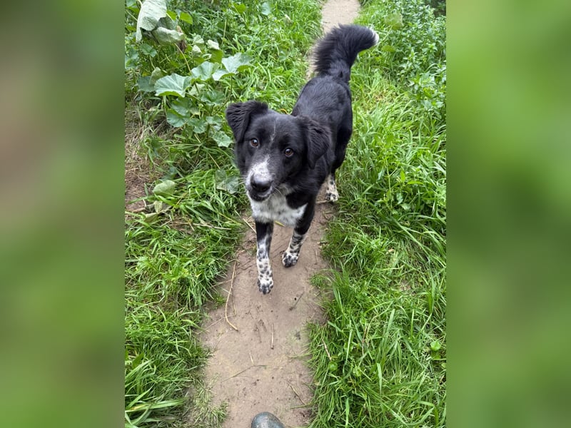 Hündin LINDY sucht ihr Für-immer-Körbchen