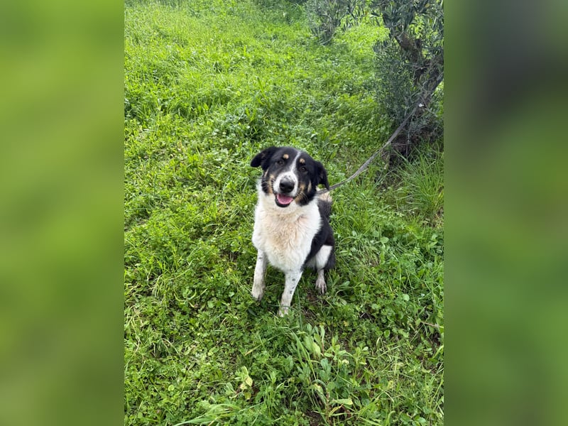 Hündin SUNNY sucht ihr Glück