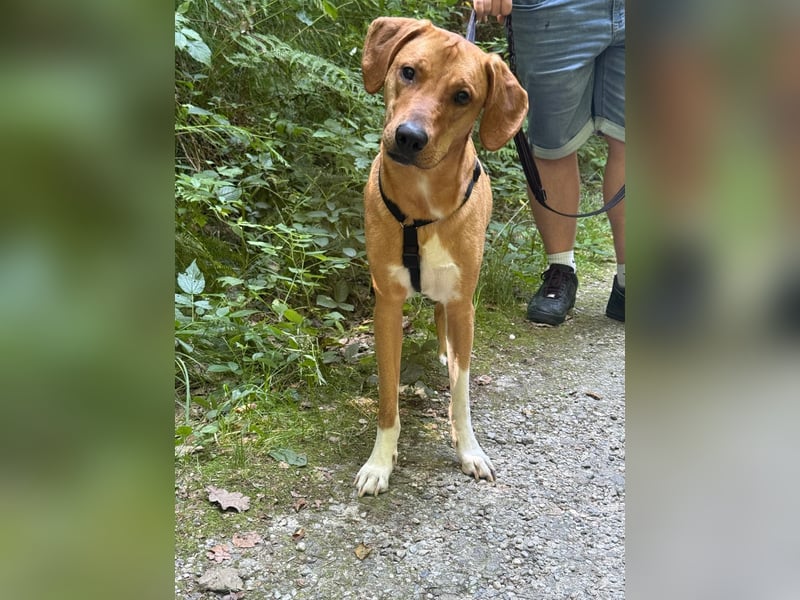 Hündin FREYA sucht ihr Für-immer-Körbchen