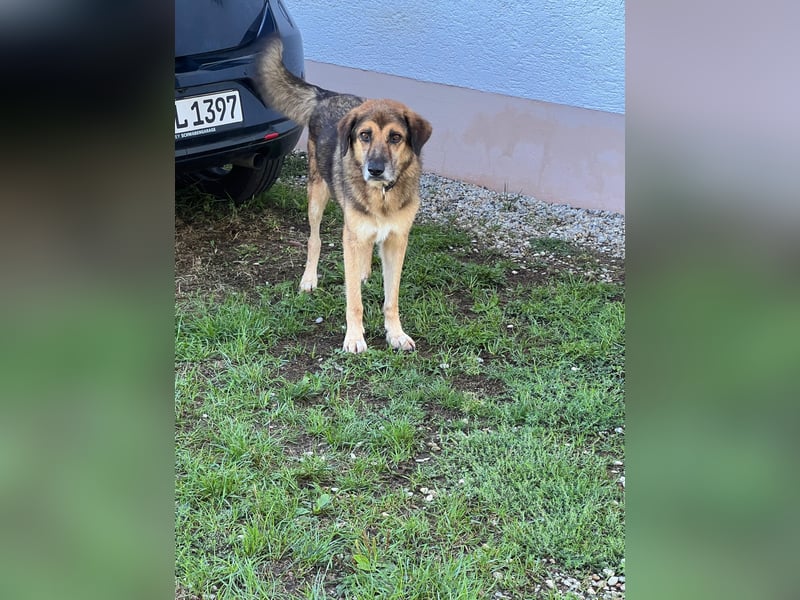 Rüde BEN sucht sein Für-immer-Zuhause