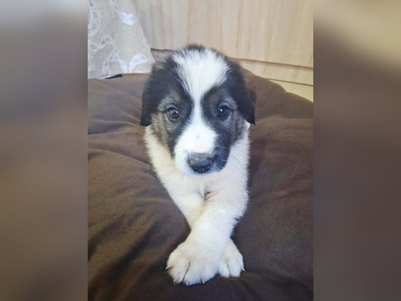 Junghündin HEIDI sucht ihr Zuhause