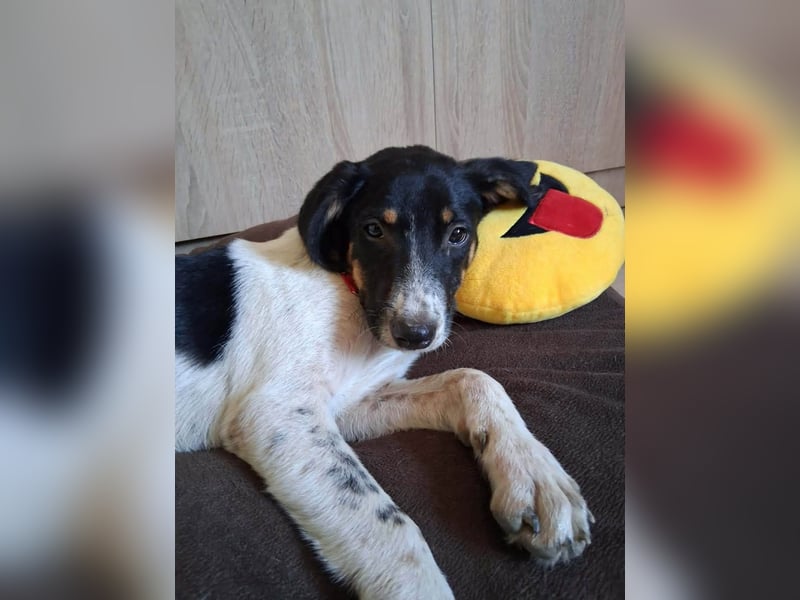 Junghündin Libby sucht ihr Für-immer-Zuhause