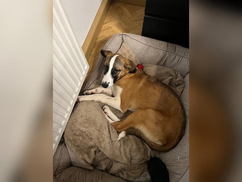 Hündin CAJA sucht ein sicheres Körbchen
