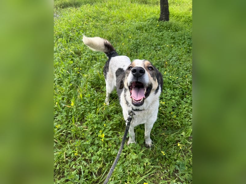 Hündin DIMITRIA sucht nach ihrem grossen Glück