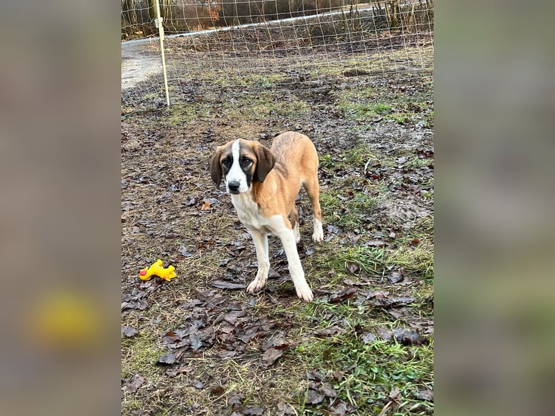Hündin CAJA sucht ein sicheres Körbchen