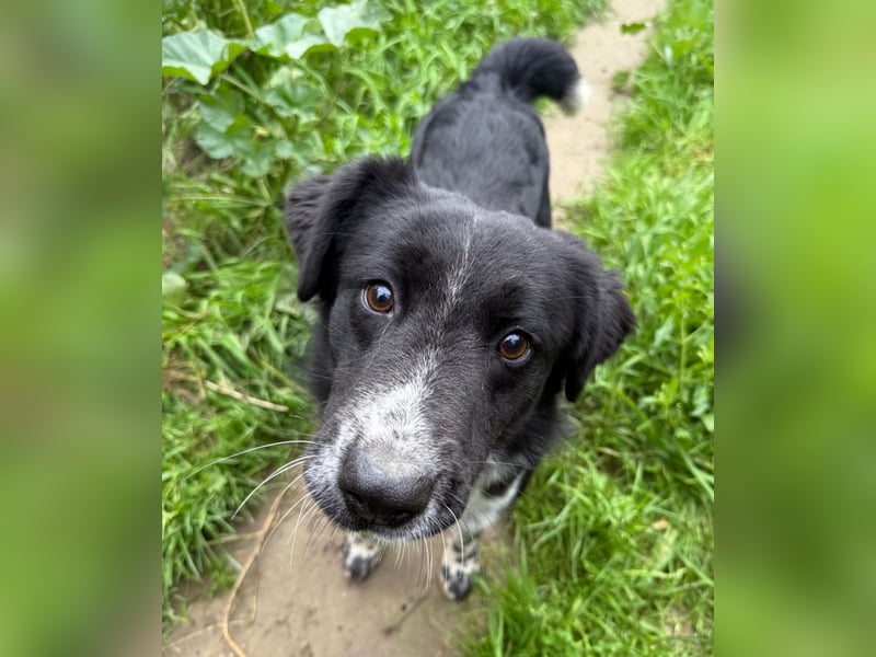 Hündin LINDY sucht ihr Für-immer-Körbchen