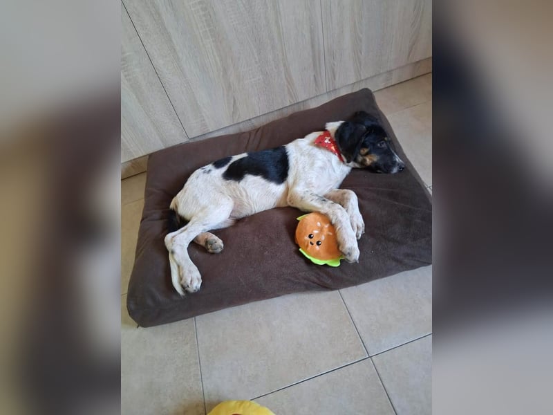 Junghündin Libby sucht ihr Für-immer-Zuhause