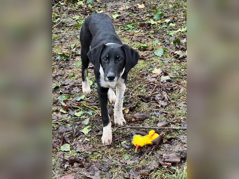 Hündin CANDY sucht ein liebevolles Zuhause