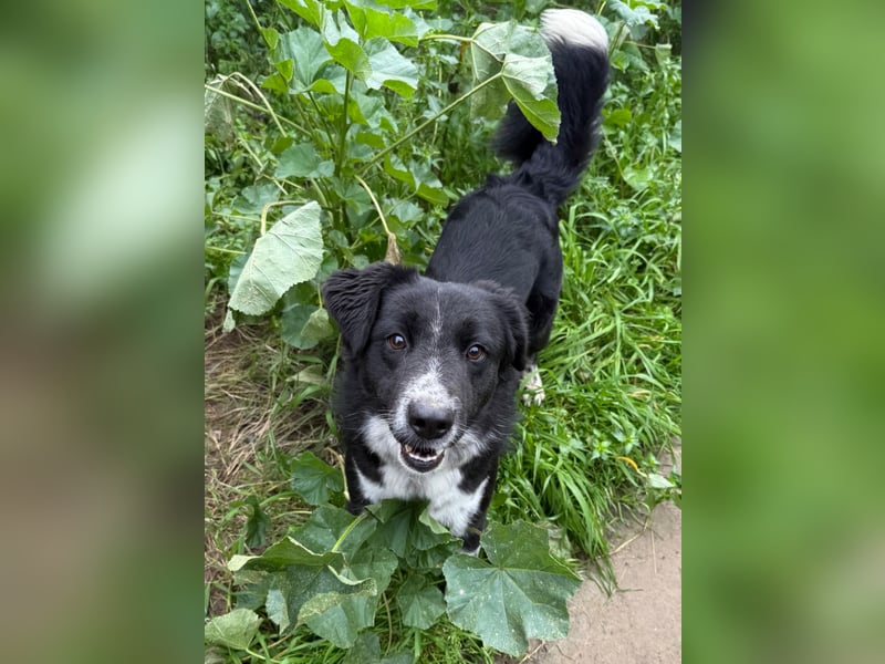 Hündin LINDY sucht ihr Für-immer-Körbchen