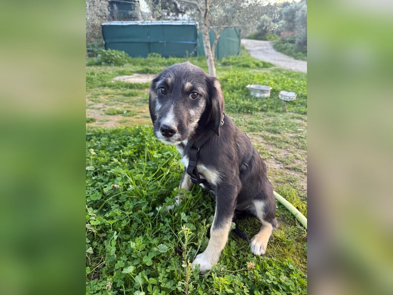 Hündin CIRI sucht ihr neues Zuhause